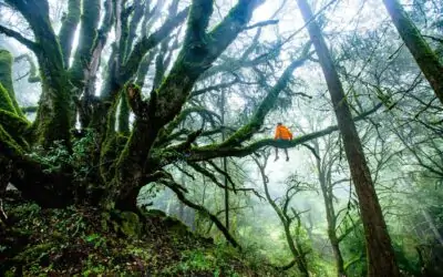 Upřímnost is the new black